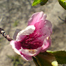 مهدی قاسمی