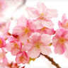 Small Pink