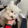 呂睿宏