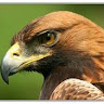 Kevin “Eaglepro123” Poredos