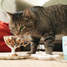 Tea Cat