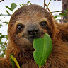 AvailingSloth 55